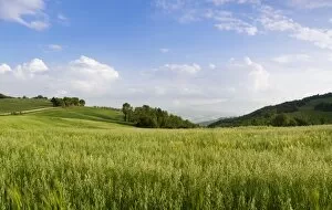 View over a grainfield to Monte Amiata, Val D Orcia, Province Siena, Tuscany, Italy, Europe