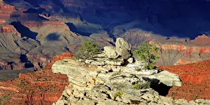 Grand Prints: View of Grand Canyon from South Rim showing rock formations and plants in Arizona, USA