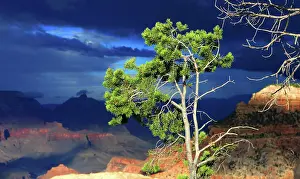 Wonders Prints: View of Grand Canyon from South Rim with a tree in foreground and clouds above