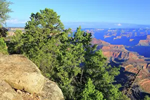 Roadside Prints: View of the Grand Canyon from the South Rim with trees and rock formations during daylight in Arizona