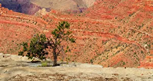 States Prints: View of Grand Canyon with tree at South Rim in Arizona with colorful rock formations in the background