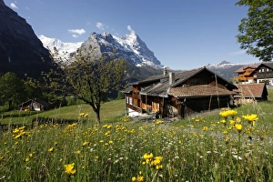 Grindelwald Prints: View from Grindelwald to Eiger, Bernese Oberland, Swiss Alps, Switzerland, Europe