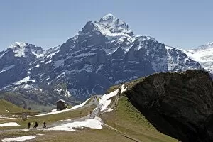 Images Dated 4th June 2010: View from Grindelwald-First to Wetterhorn, Bernese Oberland, Swiss Alps