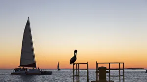 Florida Usa Prints: View across the Gulf of Mexico, sunset, brown pelican prominent, Mallory Square, Old Town