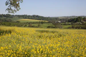 Rape Prints: View of Hardwick Hall over rape fields, Derbyshire, England, United Kingdom, Europe