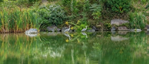 Elegant Prints: View of heron in Shoseien Garden in early Autumn