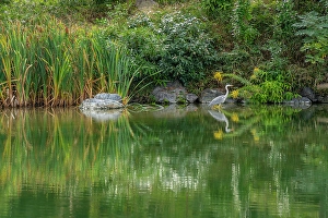 Reeds Prints: View of heron in Shoseien Garden in early Autumn
