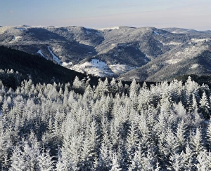 View from Hohlohturm Tower over Northern Black Forest, Nature Reserve, Kaltenbronn, Black Forest, Baden Wurttemberg, Germany, Europe View from Hohlohturm Tower over Northern Black Forest, Nature Reserve, Kaltenbronn, Black Forest, Baden Wurttemberg, Germany, Europe