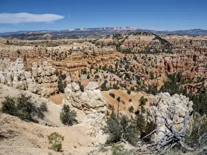 Amphitheater Prints: A view of the hoodoos from the Fairyland Trail in Bryce Canyon National Park, Utah