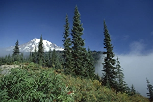 Pla Nts Prints: View of the icy peak of 4394m volcano Mount Rainier
