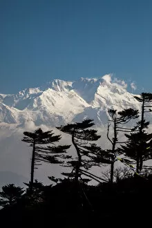 Images Dated 22nd April 2010: View of the icy summit of Kanchenjunga, partially hidden by pines adapted to the