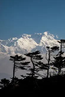 Jagged Prints: View of the icy summit of Kanchenjunga, partially hidden by pines adapted to