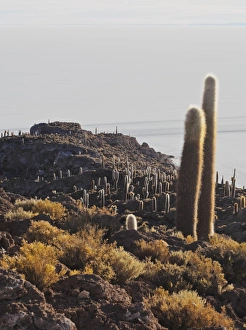 Bolivian Prints: View of Incahuasi Island with its gigantic cacti, Salar de Uyuni, Daniel Campos Province