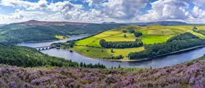 View of Ladybower Reservoir and flowering purple heather, Peak District National Park