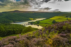 View of Ladybower Reservoir and flowering purple heather, Peak District National Park