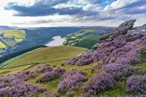 View of Ladybower Reservoir and flowering purple heather on Derwent Edge
