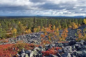 Finland Prints: View from Lampivaara Hills in Pyha-Luosto National Park showcases the natural landscape of Finnish Lapland with trees