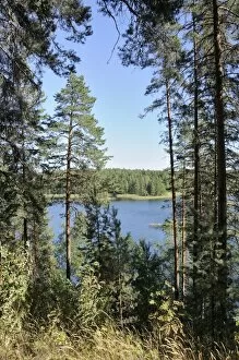Images Dated 18th August 2010: View of Laukanlahti, a branch of Lake Saimaa viewed through Scots pine trees (Pinus sylvestris)