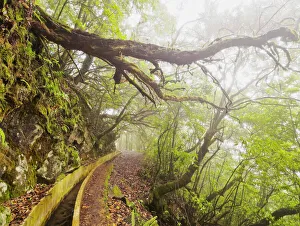 Rural Scenes Gallery: View of the Levada da Serra do Faial on the part from Ribeiro Frio to Portela, Madeira