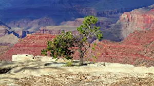 Shrubs Prints: View of a lone tree at Grand Canyon from South Rim in Arizona with colorful rock formations in the background