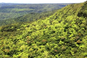 Mauritius Prints: View of lush greenery in Black River Gorge National Park on a bright day