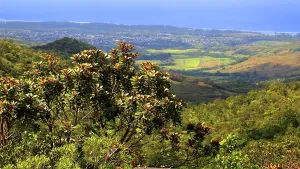 Route Prints: View of lush vegetation and distant coastlines in Black River Gorge National Park in Mauritius with scenic valleys