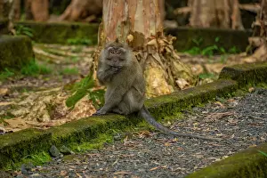 Savanne District Prints: View of Mauritius Cynomolgus Monkey (Crab-eating Macaque)