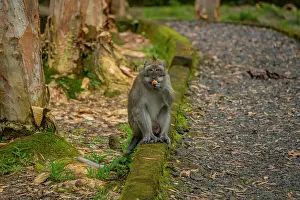 Savanne District Prints: View of Mauritius Cynomolgus Monkey (Crab-eating Macaque)