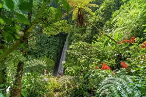 Fern Prints: View of Melanting waterfall, Kabupaten Buleleng