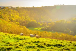 Sheep Prints: View of Monsal Dale with sheep grazing and a viaduct in autumn light in Bakewell