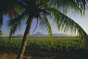Nicaraguan Prints: View north across fields at Chichigalpa to Volcan San Cristobal at the northwest end of Nicaraguas chain of volcanoes