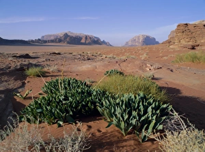 Wadi Rum Prints: View north from Jebel al Samerat (Sunset Site)