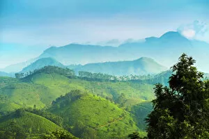 Indian Culture Gallery: View north across Munnar tea estates to the Western Ghats and 2695m Anamudi