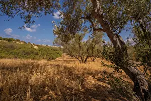 Shrubs Prints: View of olive trees with dry grass and blue sky near Piskopiano village in Crete