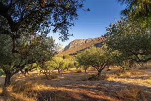 Grove Prints: View of olive trees with a mountain backdrop near Piskopiano in Crete during sunset