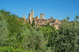 San Gimignano Prints: View of olive trees and San Gimignano