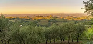 Viniculture Prints: View of olive trees, vineyards and landscape near San Gimignano at sunset