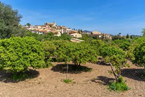 Grove Prints: View of orange trees at hilltop town of Selva
