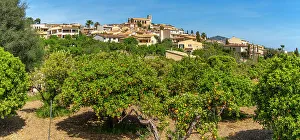 Grove Prints: View of orange trees at hilltop town of Selva