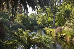 Canterbury Prints: View along the palm-fringed Avon River in Christchurch Botanic Gardens, Christchurch