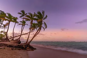 Punta Cana Prints: View of palm trees on Bavaro Beach at sunset