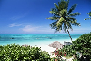 View through palm trees towards beach and Indian Ocean, Jambiani, island of Zanzibar