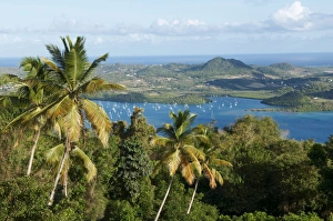 Martinique Prints: View over palm trees, Cul de Sac Du Marin, Martinique, French Overseas Department