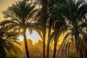 Silhouettes Prints: View of palm trees on the Nile River at dawn at Al Daba Eya near Luxor
