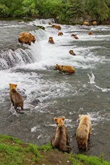 Salmon Prints: View from Park Service platform where adult brown bears (Ursus arctos) forage for salmon