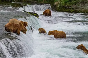 Salmon Prints: View from Park Service platform where adult brown bears (Ursus arctos) forage for salmon
