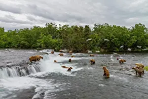 Salmon Prints: View from Park Service platform where adult brown bears (Ursus arctos) forage for salmon
