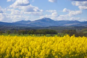 Oilseed Rape Prints: View of Perthshire Mountains and Rape field (Brassica napus) in foreground, Scotland