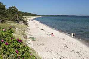 Skane Prints: View along pine tree lined beach, Nybrostrand, near Ystad, Skane, South Sweden, Sweden