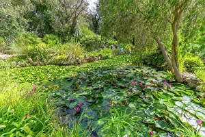 Garden Design Prints: View of pink water lilies in pond and tropical flora in Giardini la Mortella Botanical Gardens